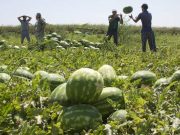 Фермеры из Херсонской области вынуждены практически за бесплатно отдавать арбузы прямо на полях