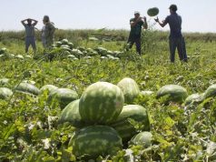 Фермеры из Херсонской области вынуждены практически за бесплатно отдавать арбузы прямо на полях