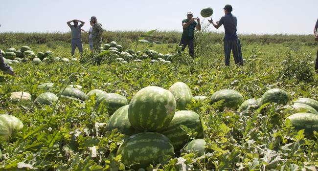 Фермеры из Херсонской области вынуждены практически за бесплатно отдавать арбузы прямо на полях