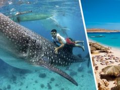 К пляжам Хургады приплыла самая большая акула в мире