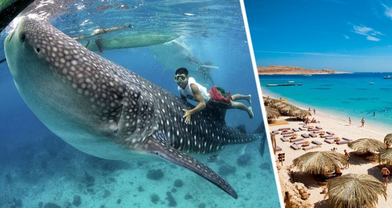 К пляжам Хургады приплыла самая большая акула в мире