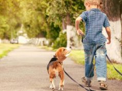 При правильном уходе: кинологи рассказали, что домашние собаки могут жить больше 14 лет