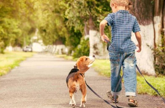 При правильном уходе: кинологи рассказали, что домашние собаки могут жить больше 14 лет