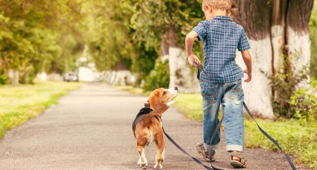 При правильном уходе: кинологи рассказали, что домашние собаки могут жить больше 14 лет