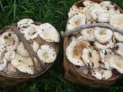 «Уедете из леса с полным лукошком»: пользователи дали советы начинающим грибникам