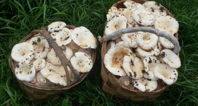 «Уедете из леса с полным лукошком»: пользователи дали советы начинающим грибникам