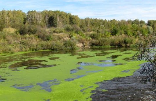 Обернётся катастрофой: экологи рассказали о связи климатических изменений и цветении рек в Украине
