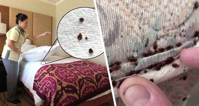 Мрачная реальность: опубликованы 5 шагов, как не заразиться постельными клопами в номере отеля