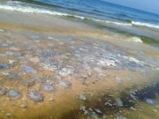 «На дворе уже октябрь»: Азовское море снова атаковали медузы