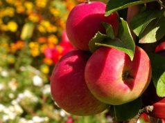 Низкие цены будут держаться?: в Украине резко подешевели яблоки