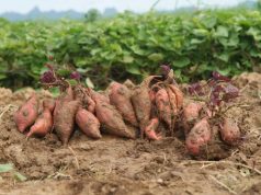 Вместо картошки — батат: Эксперт рассказала о выращивании новых культур в Украине из-за климатических изменений