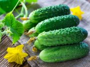 «А как же война и агрессор?»: впервые в истории Украина стала импортировать российские огурцы