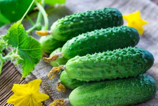 «А как же война и агрессор?»: впервые в истории Украина стала импортировать российские огурцы