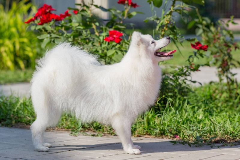 Кинологи перечислили ТОП-5 самых непослушных пород собак