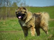 «Может напасть на хозяина»: эксперты перечислили топ-4 самых агрессивных пород собак