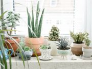 Садоводы назвали ТОП-5 самых неприхотливых домашних растений