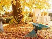 Садоводы перечислили ТОП-10 самых необходимых работ на даче в ноябре